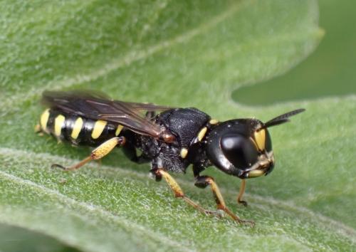 Réf. 335 432 : Lestica clypeata